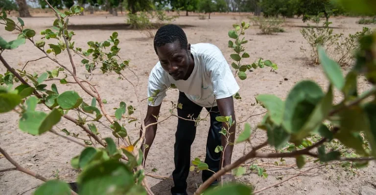 Senegal: Canada launches $25 million initiative