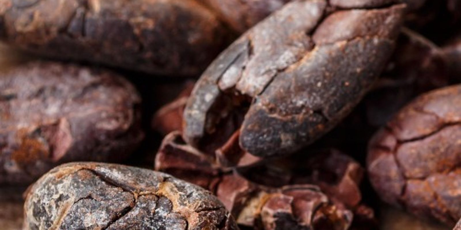 Russia to directly import Cocoa beans from Nigeria, Says Russian delegate