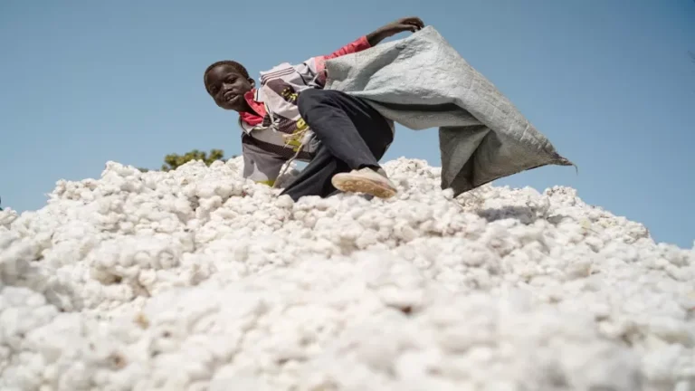 Benin loses top spot as Africa’s leading Cotton producer to Mali