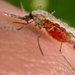 Egypt declared Malaria-free in landmark WHO announcement