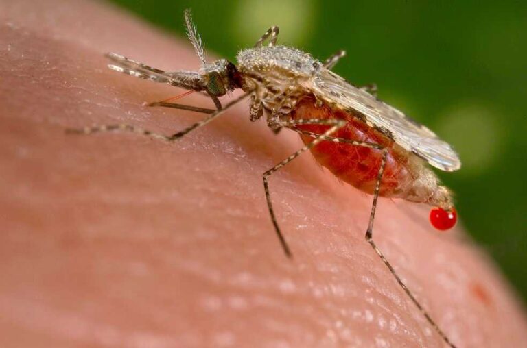 Egypt declared Malaria-free in landmark WHO announcement