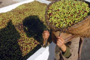 Tunisia kicks off olive harvest season amid high hopes for record-breaking yield