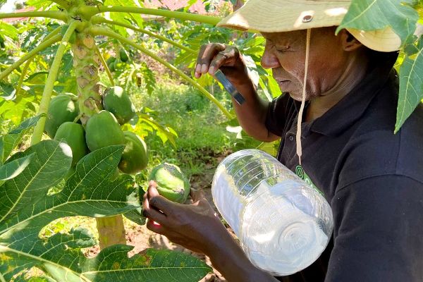 Mali’s 2024-2025 agricultural season at risk amid widespread pest threats