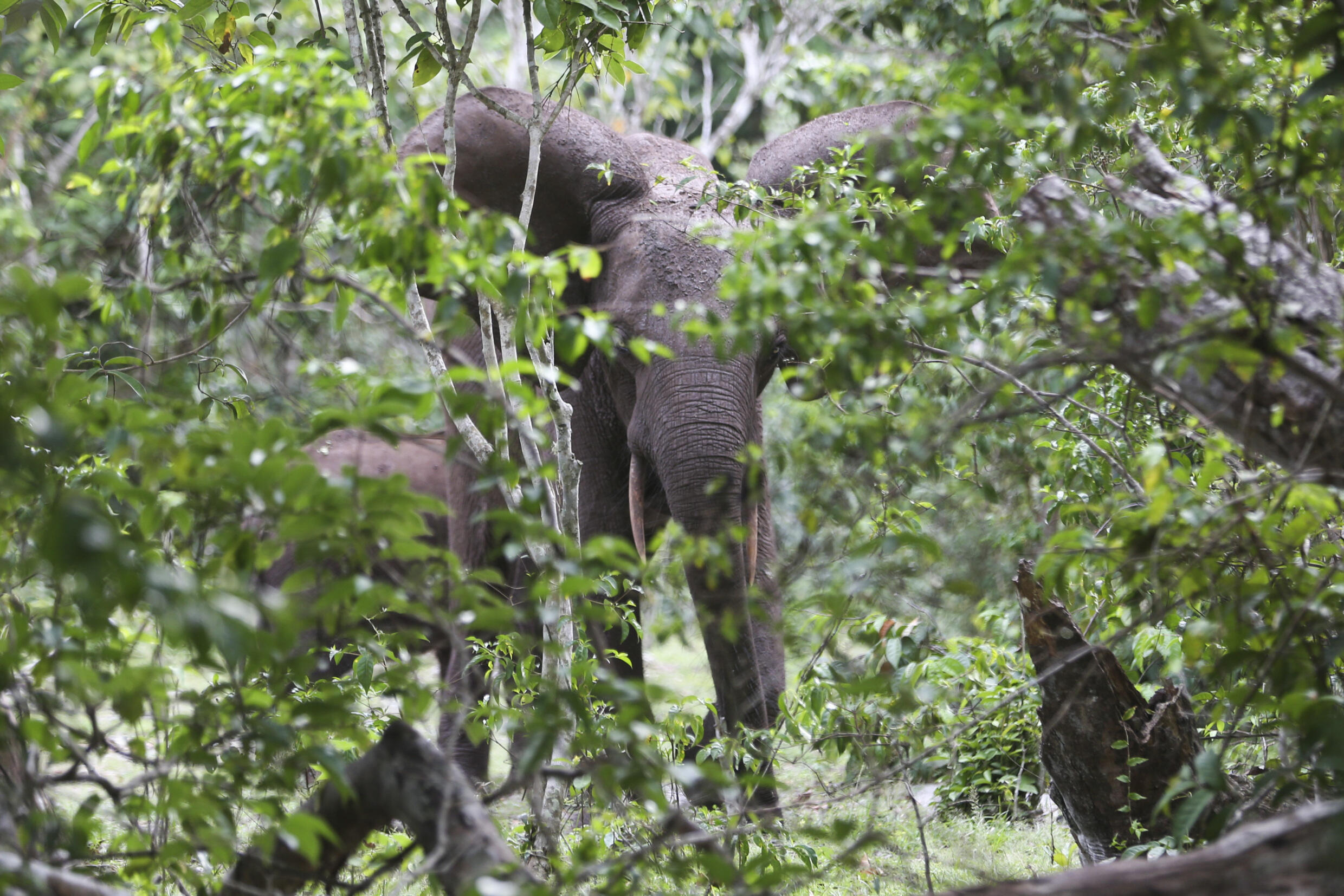 Gabon seeks global support to manage forest Elephant crisis amid rising human-wildlife conflicts