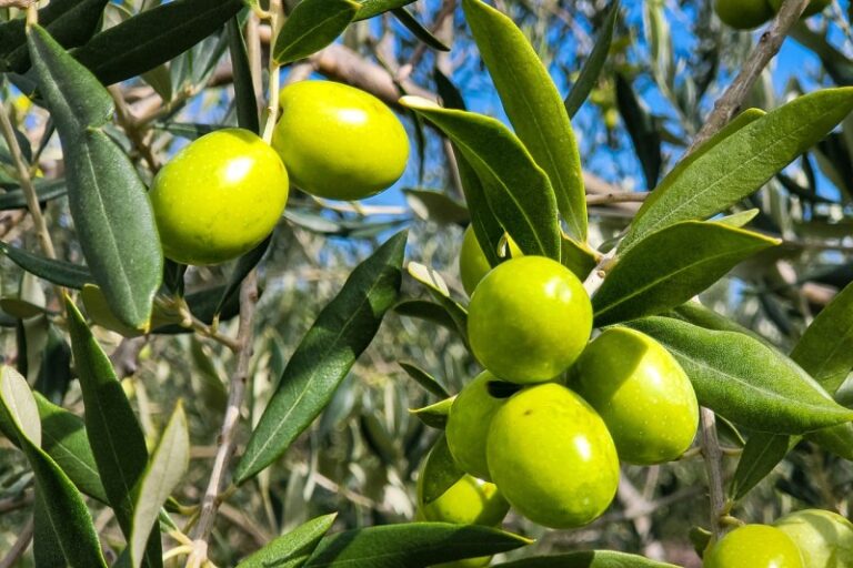 Morocco to import Brazilian olive oil amid domestic shortages