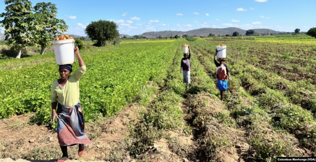 From turmoil to tenacity: Zimbabwe’s farmers rebuild amid delayed land grab compensation