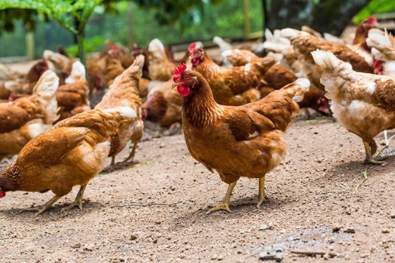 Livestock farming in the Maghreb: urgent action needed to rescue the poultry sector