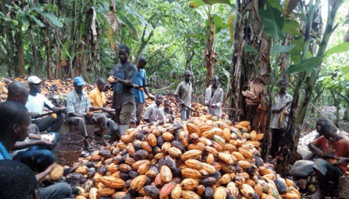 West African cocoa farmers demand greater say in pricing amid push for sustainability and living Incomeast