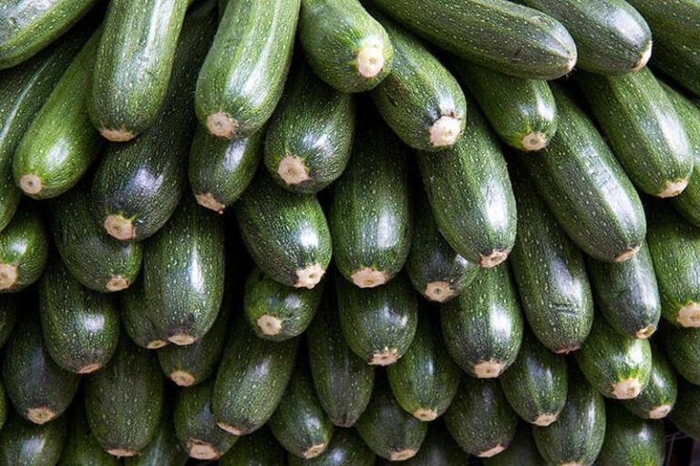 Moroccan zucchini exports to Switzerland hit record high amid agricultural surge