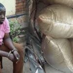 Cameroon court to hear trial of three suspects Accused in pangolin scales trafficking case