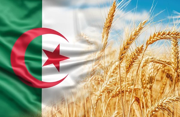 Algeria seizes wheat market opportunity amid Maghreb’s food security struggles