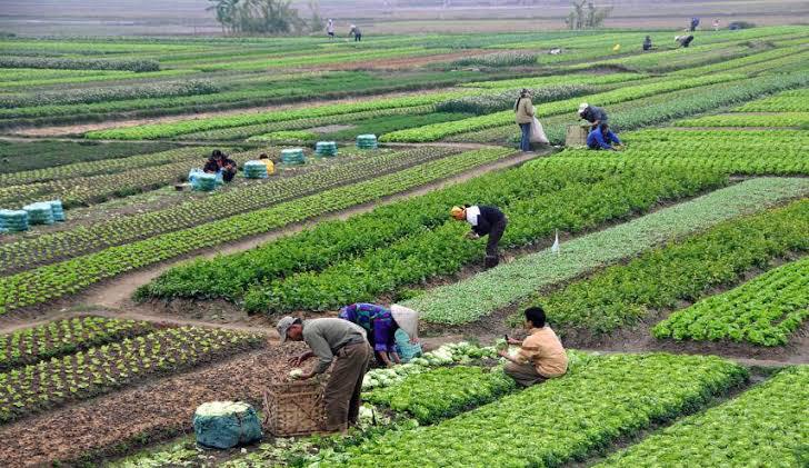 Egypt's farm coding overhaul drives Surge in agricultural exports