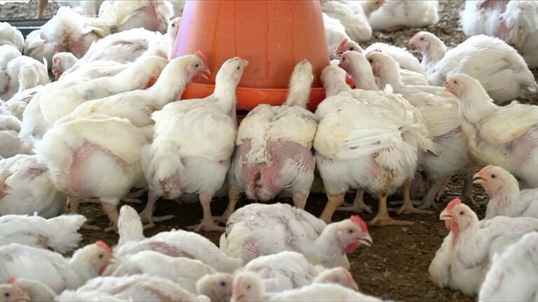Senegal: A tripartite partnership boosts poultry farming in Bambilor