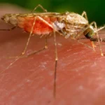 Angola battles malaria srge as over 10 million cases recorded in 2023