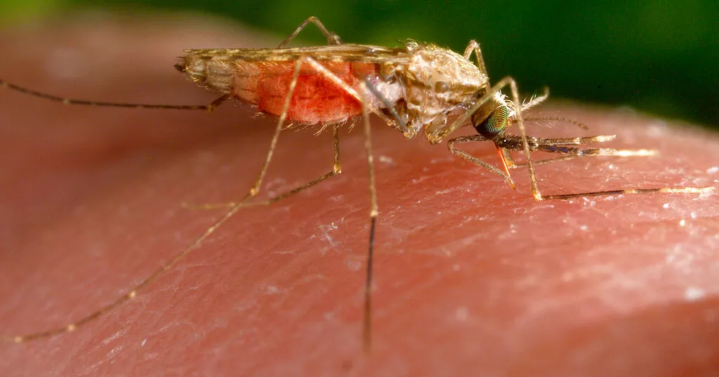 Angola battles malaria srge as over 10 million cases recorded in 2023