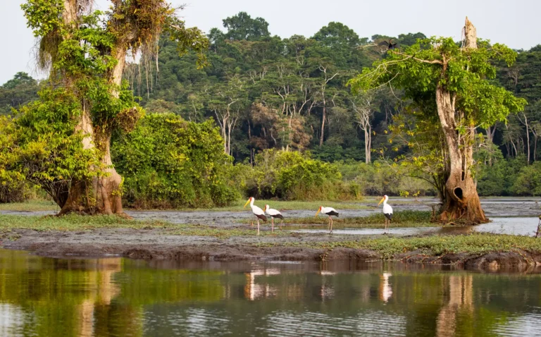Gabon's national wealth surges to $105 billion, but per capita decline raises concerns