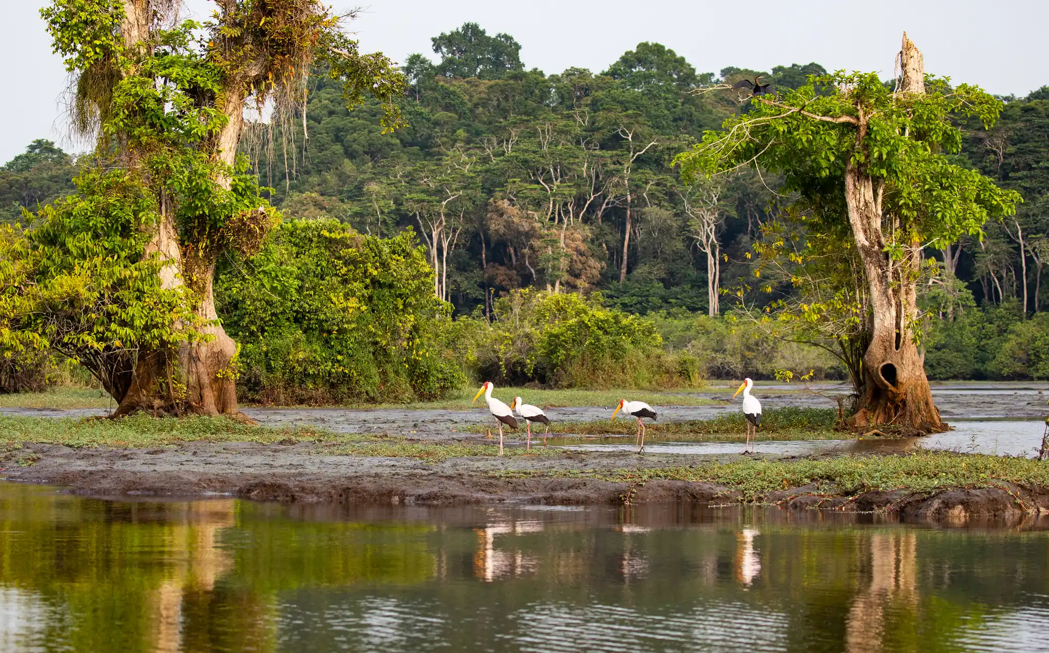 Gabon's national wealth surges to $105 billion, but per capita decline raises concerns