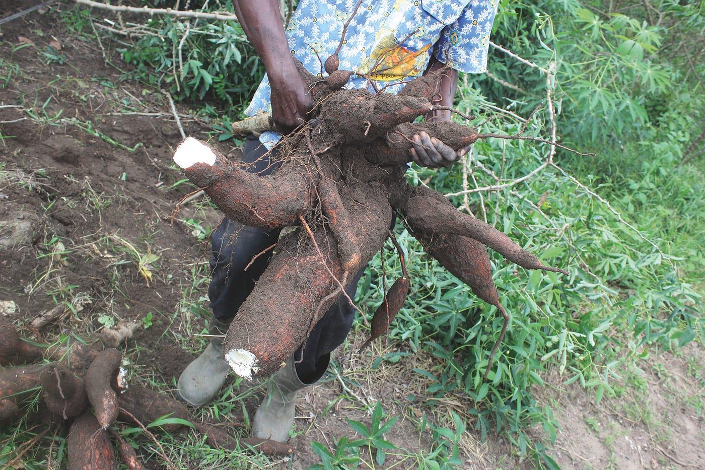 Ivory Coast: Cassava seed producers receive training in Daloa to boost food security