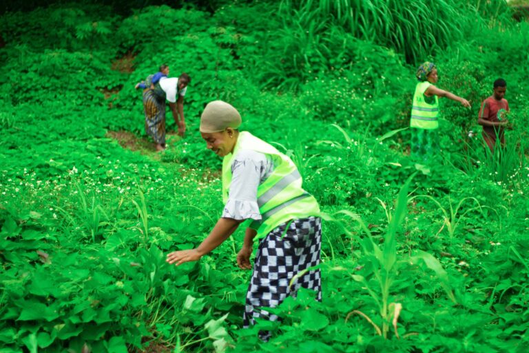Guinea’s future in farming: SMB-winning showcases agricultural innovation in kaboyé