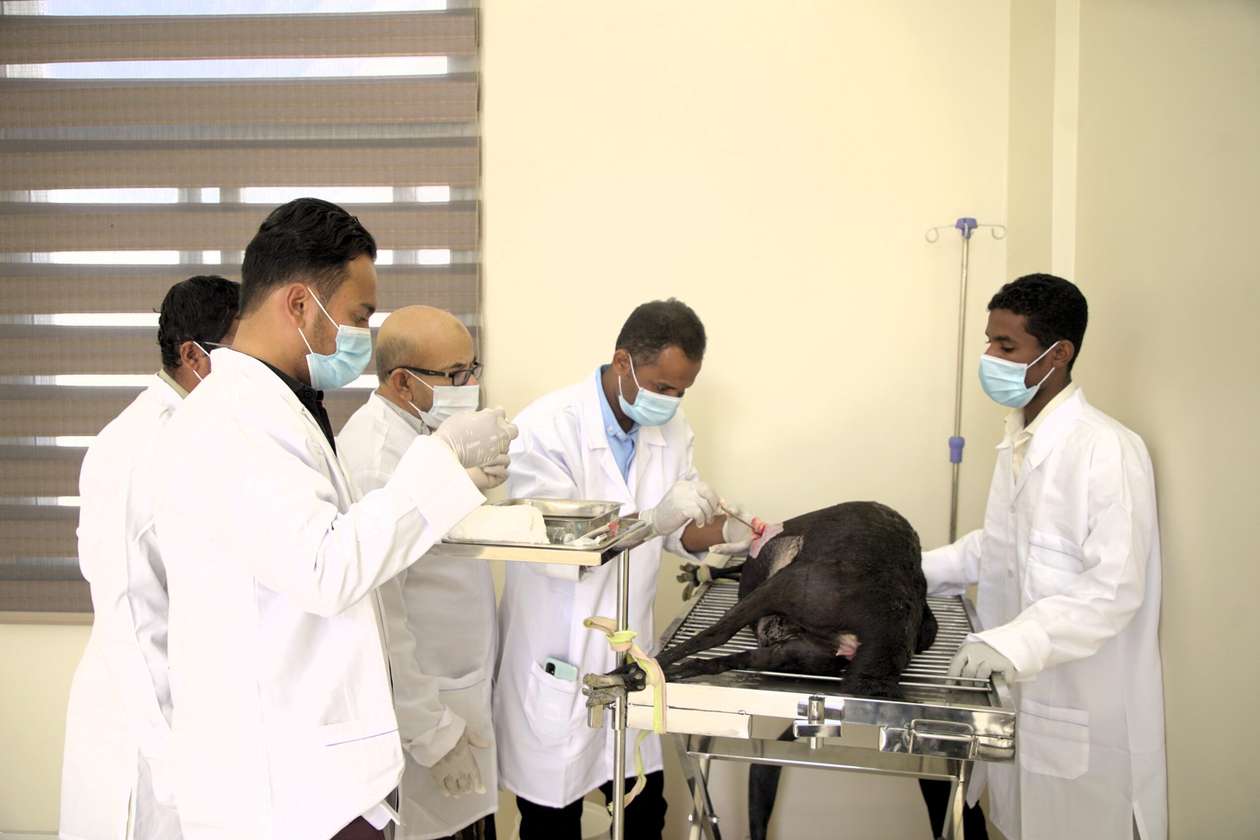 Egypt bolsters veterinary sector through new cooperation protocol on animal health