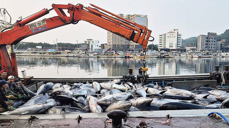 South Korean tuna giant donewon sets sights on us and european markets via senegal