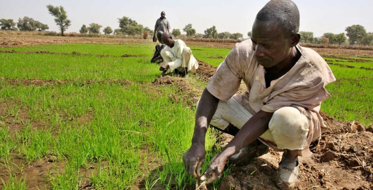 Banwa high commissioner urges rice farmers: “Working to ensure that hunger leaves our borders”