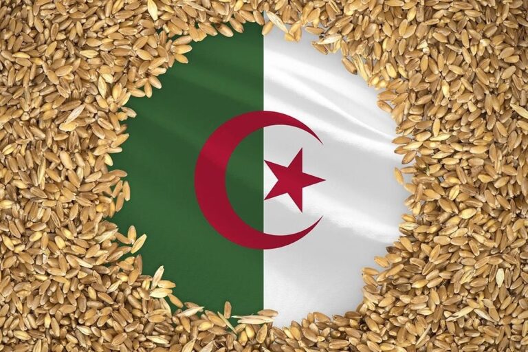 Wheat: Algeria’s growing dependence on imports raises food security concerns