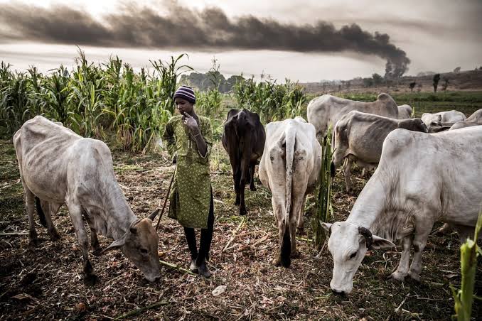Guinea cracks down on stray livestock to curb farmer-herder conflicts during growing season