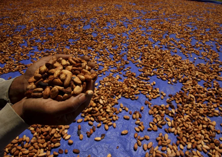 Cameroon’s cocoa export value set to soar by 90% in 2024`