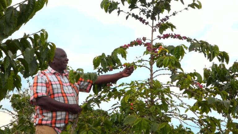 Kenya: Laikipia farmers turn to coffee to boost incomes and escape poverty