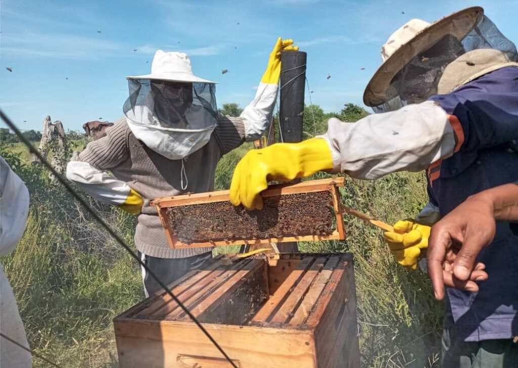 Wilderness procures 2024 honey harvest from Diyoveya beekeepers in Botswana’s Okavango Deltaaa