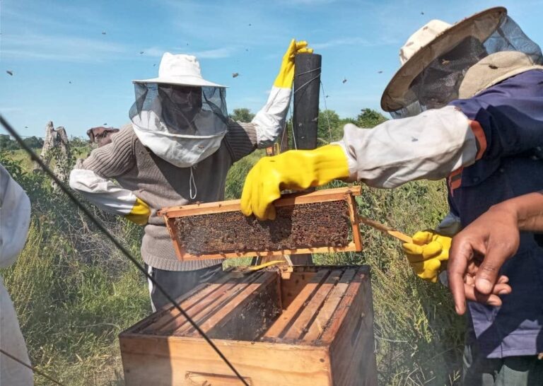 Wilderness procures 2024 honey harvest from Diyoveya beekeepers in Botswana’s Okavango Deltaaa