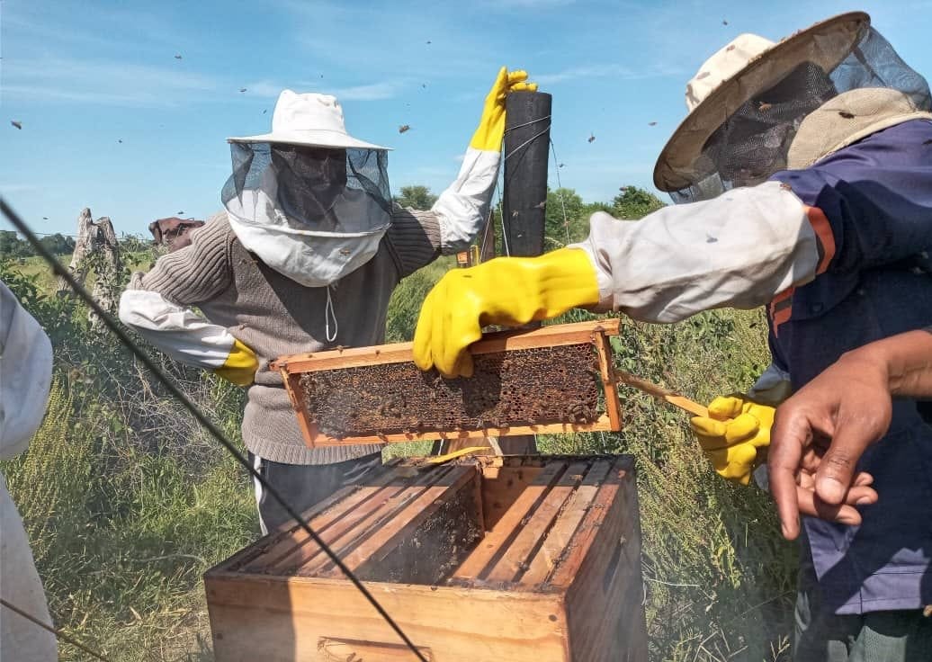 Wilderness procures 2024 honey harvest from Diyoveya beekeepers in Botswana’s Okavango Deltaaa