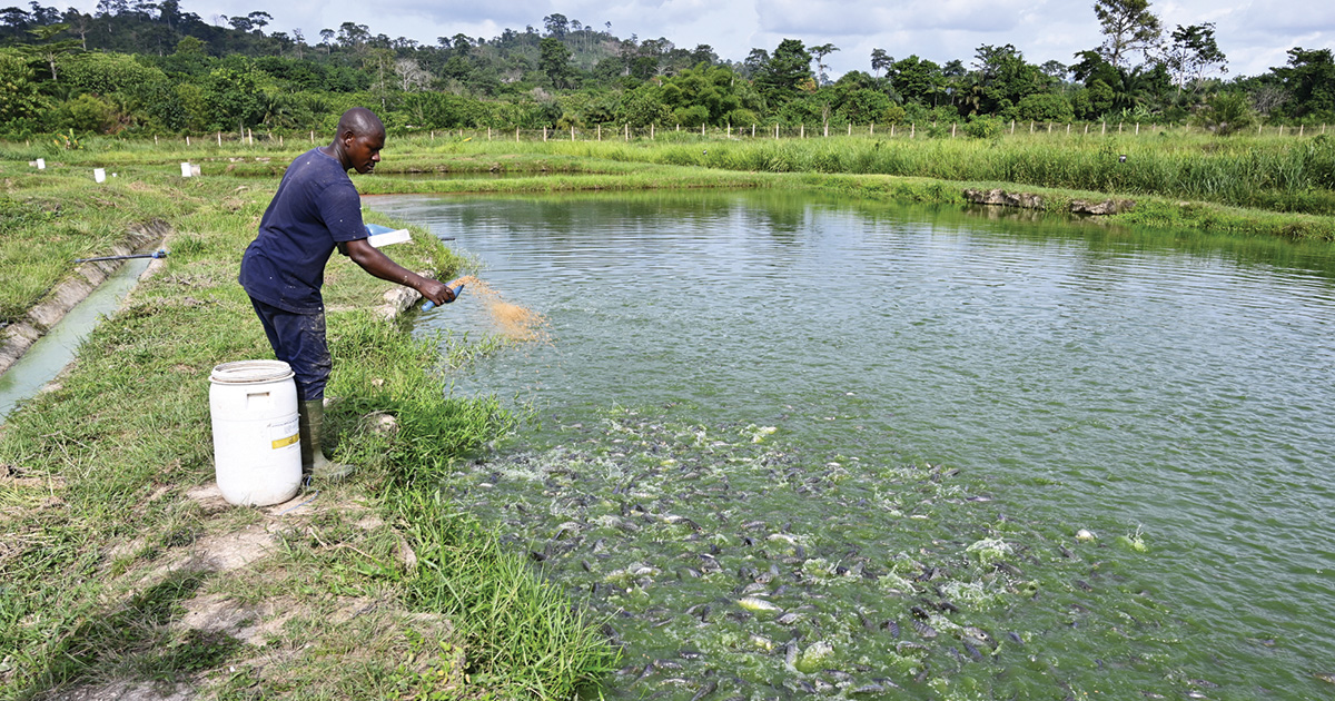 Ivory Coast: FAO rallies international donors to boost tilapia farming sector