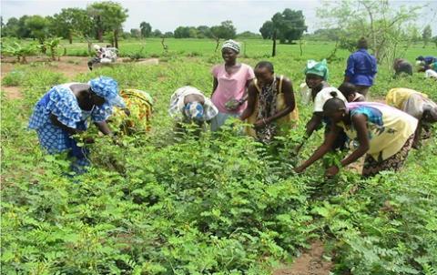 Burkina Faso Kénédougou plants 300 medicinal trees in Orodara to protect traditional medicine