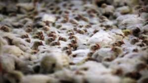 Malawi poultry farm looted again as mob destroys property worth millions