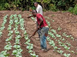 Togo secures $38.9 million from AfDB to boost climate-resilient agriculture