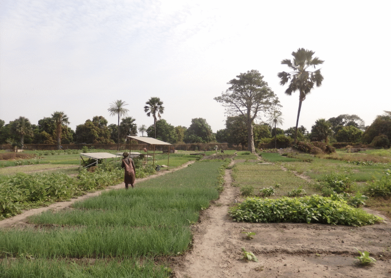 Gambia unveils cutting-edge soil lab to revolutionise farming and empower local growers