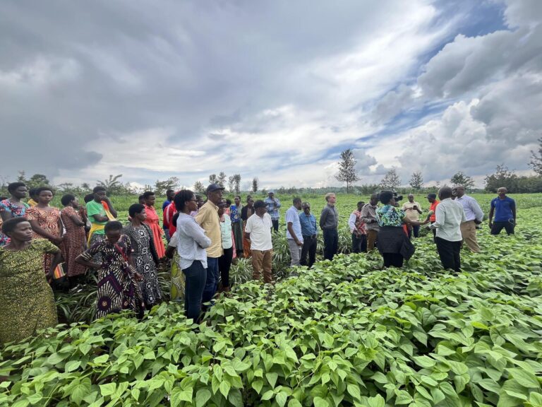Rwanda: African farmers turn to Juncao as climate-resilient farming solution