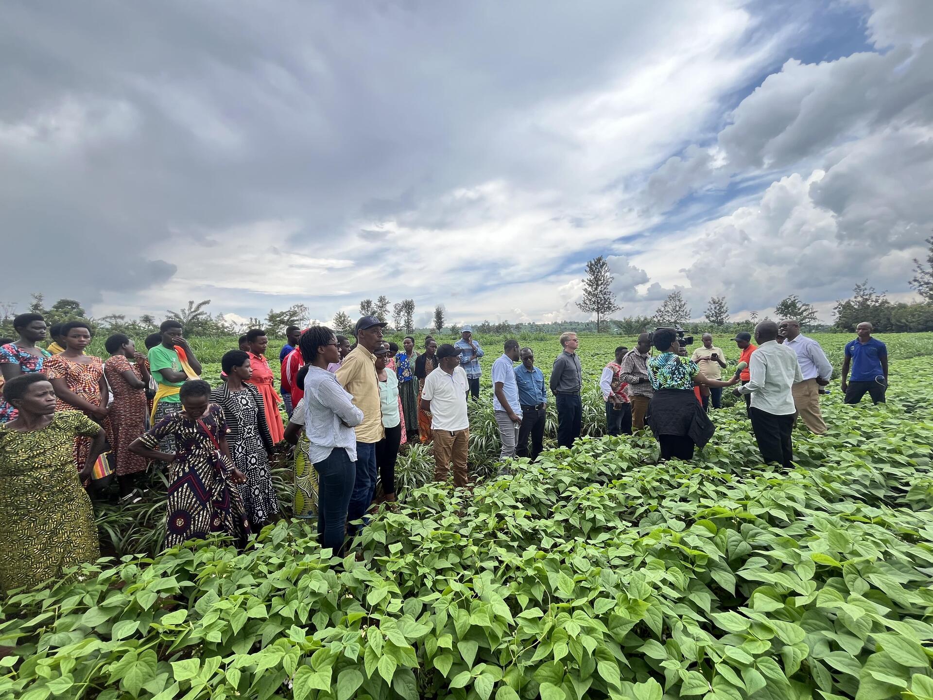 Rwanda: African farmers turn to Juncao as climate-resilient farming solution
