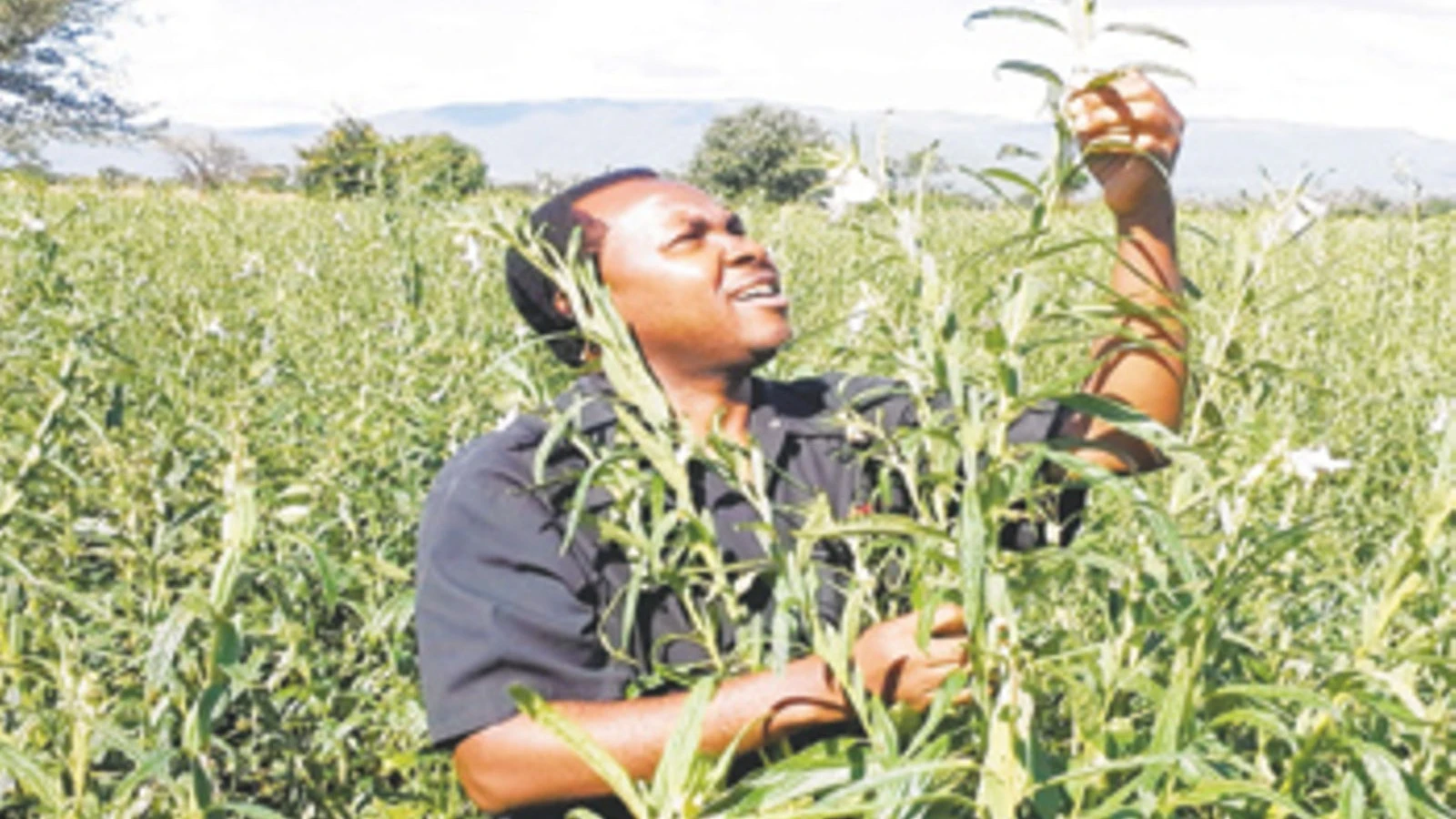 Tanzania trades over 200,000 tonnes of sesame through digital auction platform