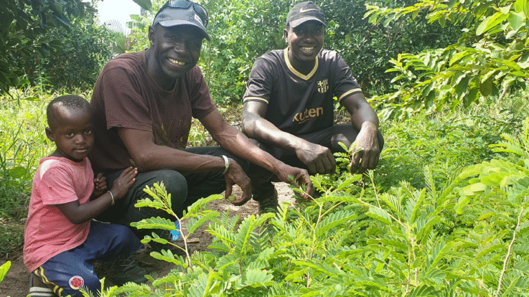 Senegal: Million-tree challenge launched in 48-hour nationwide green drive