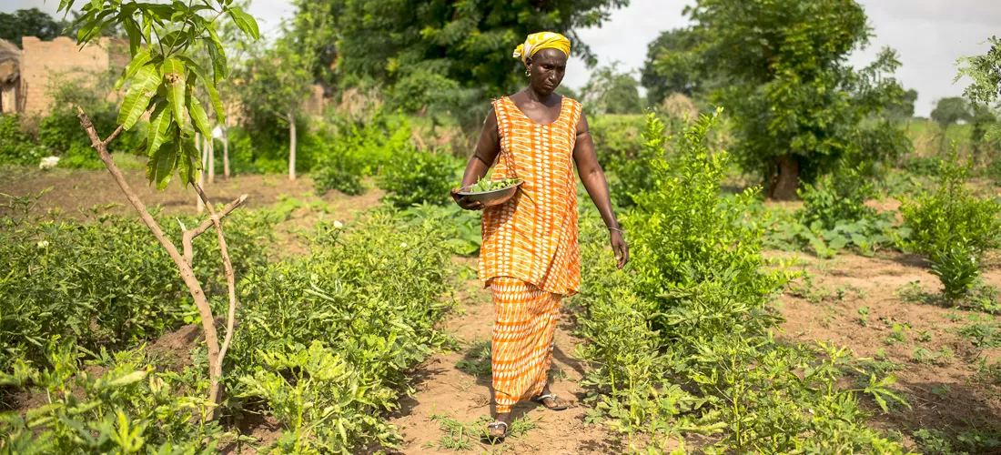 Senegal celebrates substantial gains from CAADP-XP4 in tackling climate challenges