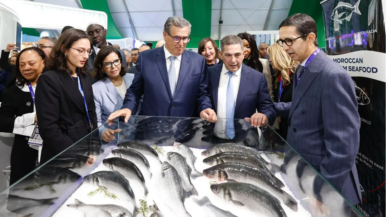 Morocco strengthens its lead in Africa’s prepared anchovy exports