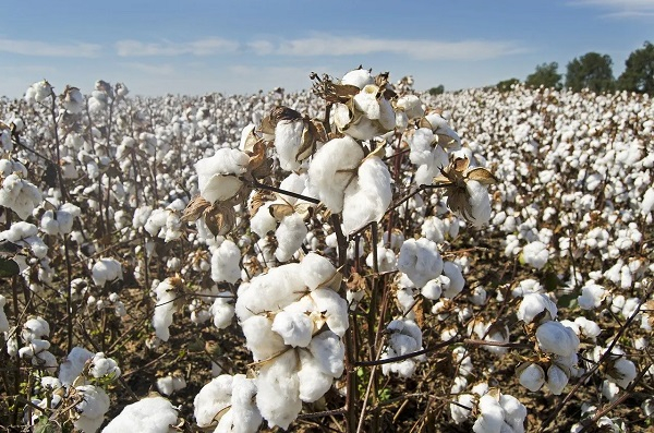Ghana cotton sector lags behind regional boom