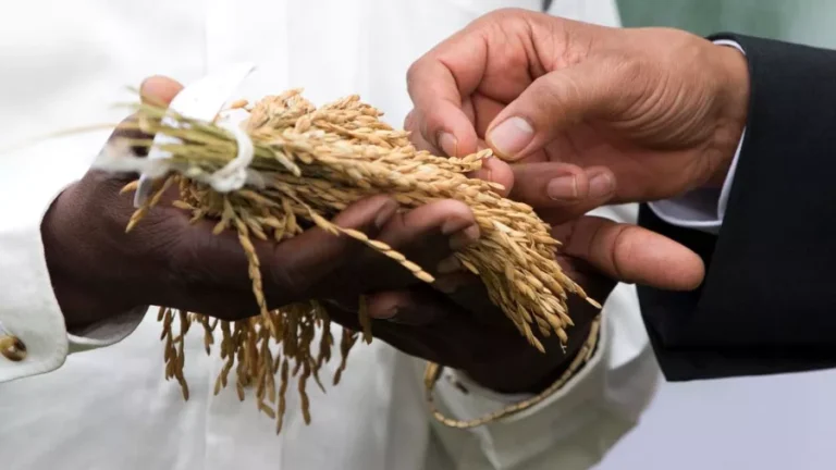 Senegal: Return of customs duties on broken rice promises no price hike for consumers