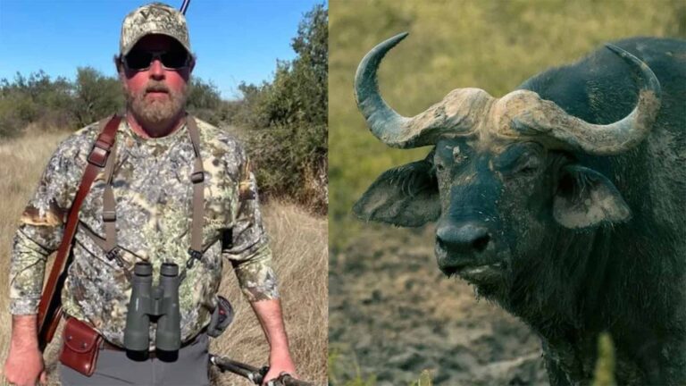 South Africa: American hunter fatally gored by buffalo in Limpopo