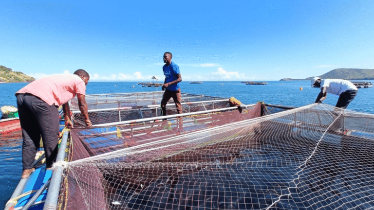 Ivory Coast: urgent push to reduce 800,000 tonnes of fish imports through blue economy plan