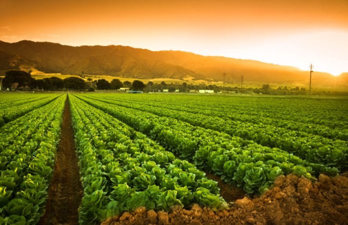 Tanzania aims to boost agricultural exports to $5 billion by 2030