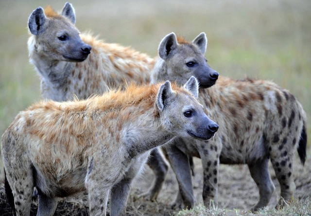 Chad the hyena: crucial role in maintaining ecosystem health